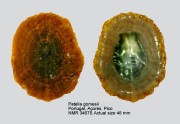 Patella gomesii